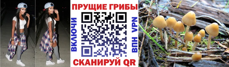 Псилоцибиновые грибы прущие грибы  закладки  Каменск-Уральский 